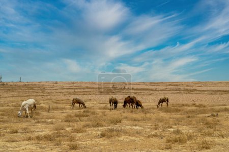 Foto de Caballos en el desierto con hermoso paisaje árido y cielo azul. Guajira, Colombia. - Imagen libre de derechos