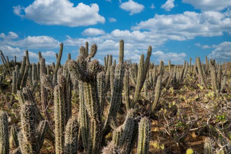 Photo for Cactus landscape and blue sky in Punta Gallinas. Guajira, Colombia. - Royalty Free Image