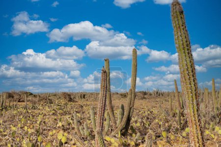 Photo for Cactus landscape and blue sky in Punta Gallinas. Guajira, Colombia. - Royalty Free Image