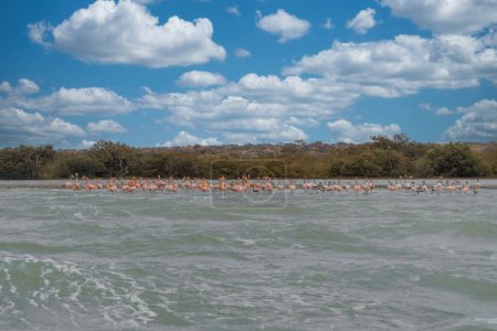 Pink flamingos on the seashore at Punta Gallinas beach. Guajira, Colombia. Pink flamingos on the seashore at Punta Gallinas beach.
