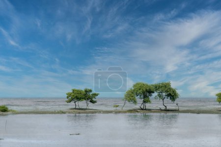 Photo for Landscape overlooking the Magdalena swamp with blue sky. Colombia. - Royalty Free Image