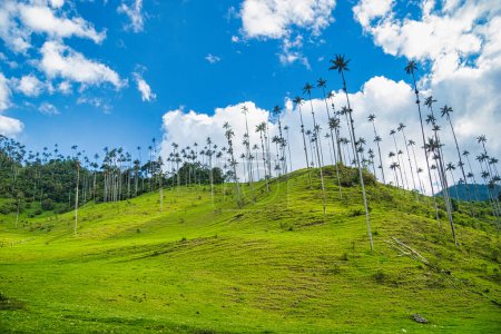 Naturlandschaft im Cocora-Tal mit blauem Himmel. Salento, Quindio, Kolumbien. 