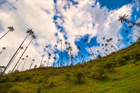 Naturlandschaft im Cocora-Tal mit blauem Himmel. Salento, Quindio, Kolumbien. 