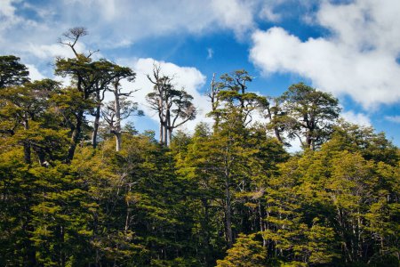 Téléchargez les photos : Paysage dans le parc national Nahuel Huapi. San Carlos de Bariloche, Argentine. - en image libre de droit