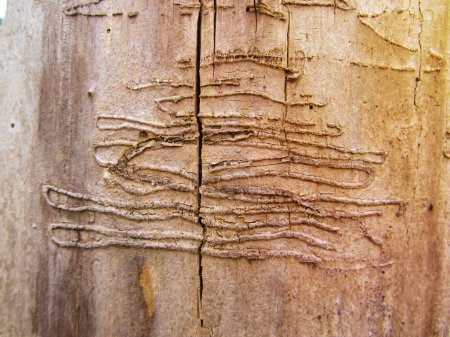 Téléchargez les photos : Un vieux tronc d'arbre sans écorce rongé par des vers de bois avec des traces de vers, fond - en image libre de droit