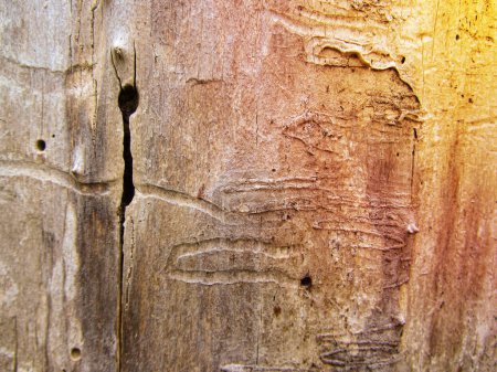 Téléchargez les photos : Un vieux tronc d'arbre sans écorce rongé par des vers de bois avec des traces de vers, fond - en image libre de droit