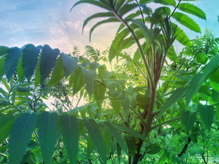 Téléchargez les photos : Plante ornementale corne de cerf de sumac - vinaigre. Floraison du sumac décoratif. Panicules en forme de cône de fleurs rouge-brun de sumac. Staghorn sumac - en image libre de droit