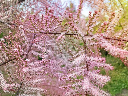 Foto de Tamarix Ramosissima Pink Cascade flores de color rosa blanquecino de cerca. Las hojas son de color verde pálido escamosas, con plumas. Tamarisco o Cedro de Sal. Floración suave de Tamarix o planta verde tamarisco con flores rosadas - Imagen libre de derechos