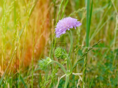 Close-up of a pink colored field scabious Knautia arvensis blooming on a green meadow.
