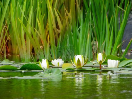 Lovely flowers White Nymphaea alba, commonly called water lily or water lily among green leaves. European White Waterlily with Green Leaves Closeup from Above
