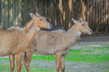 Foto de El eland común o Taurotragus oryx también conocido como eland meridional o eland antílope viven en la jaula del zoológico - Imagen libre de derechos