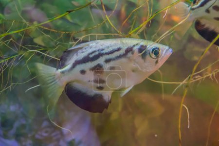 Photo for The archerfish spinner fish or archer fish form a monotypic family, Toxotidae, of fish known for their habit of preying on land-based insects and other small animals by shooting them down with water - Royalty Free Image
