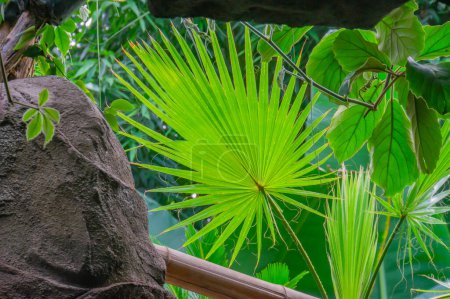 Téléchargez les photos : Une belle feuille verte en forme de éventail d'un arbre tropical dans la jungle. Washingtonia filifera palmier dans le jardin de Tenerife, îles Canaries.. - en image libre de droit