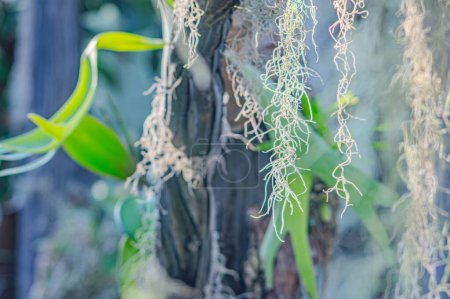 Foto de Musgo español colgando de un listón de madera. El musgo español es una excelente planta de la casa y es perfecto para crecer en un ambiente ligero y húmedo. Musgo español en el parque - Imagen libre de derechos