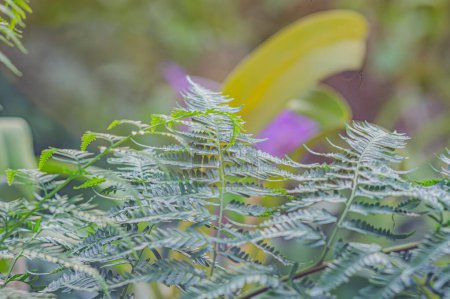 Foto de Asparagus plumosus, también conocido como: A. setaceus, A. setaceus Plumosus, Protasparagus setaceus, Common Asparagus Fern, Lace fern, Climbing espparagus. La naturaleza de las hojas verdes en el jardín en verano - Imagen libre de derechos