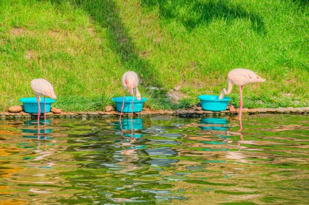 Photo for American flamingo (Phoenicopterus ruber) or Caribbean flamingo. Big bird is relaxing enjoying the summertime. Nature green background - Royalty Free Image