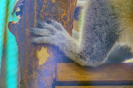 Foto de Lemur Catta Maki en la naturaleza, enfoque selectivo en su pata, hábitat natural. Primer plano de la pata de un lémur. - Imagen libre de derechos