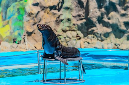 This seal is having a great time playing with a basketball in the pool. This seal is showing off its skills by balancing, a basketball on its nose. master of its domain. Kharkiv Ukraine 05-05-2023