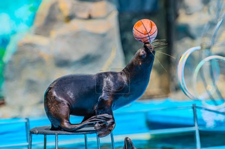 Foto de Esta foca se está divirtiendo mucho jugando con una pelota de baloncesto en la piscina. Este sello está mostrando sus habilidades mediante el equilibrio, una pelota de baloncesto en la nariz. maestro de su dominio. Kharkiv Ucrania 05-05-2023 - Imagen libre de derechos