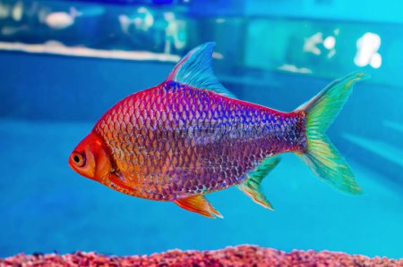 Photo for This image shows a colorful fish swimming in a clear tank filled with gravel. The fish has a vibrant orange body with black stripes and a yellow tail. - Royalty Free Image