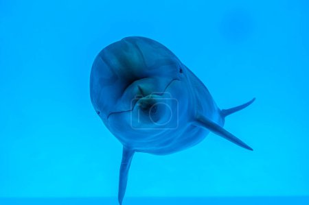 Photo for A dolphin underwater with sunbeams closeup. Dolphin Selfie. Young curious bottlenose dolphin looks at in camera and smiles blowing air bubbles. - Royalty Free Image