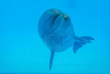 Photo for A dolphin underwater with sunbeams closeup. Dolphin Selfie. Young curious bottlenose dolphin looks at in camera and smiles blowing air bubbles. - Royalty Free Image