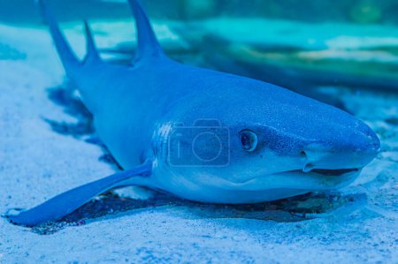 Underwater photo of a tawny nurse shark lying on coral reef in clear water Shorttail nurse shark swimming in an aquarium. These small sharks are found in the Indian Ocean