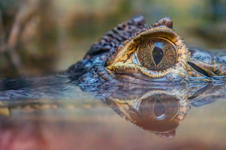 Photo for Crocodile eye up closeup. Macro scene of crocodile eye. Crocodile eye. Reflection in the water - Royalty Free Image