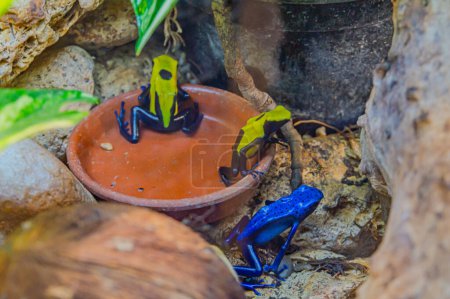 roup of brightly colored blue poison dart frogs gathered around small bowl. Poison dart frogs are known for their vibrant colors and toxic secretions. They are found in the rainforests South America