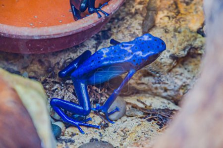 roupe de grenouilles empoisonnées bleues aux couleurs vives rassemblées autour d'un petit bol. Les grenouilles à fléchettes empoisonnées sont connues pour leurs couleurs vibrantes et leurs sécrétions toxiques. On les trouve dans les forêts tropicales d'Amérique du Sud