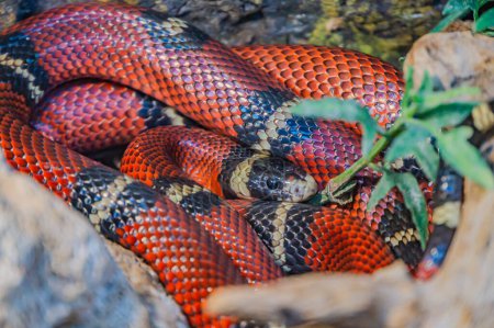 Foto de Lampropeltis triangulum sinaloae, también conocida como serpiente de leche de Sinaloa. Esta serpiente colubrida no venenosa es conocida por su cuerpo rojo con marcas en blanco y negro - Imagen libre de derechos