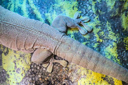Reptilienbeine, Gecko oder Eidechse. Die Beine sind zum Klettern positioniert, mit sichtbaren Zehen, die spezielle Kletterpolster haben können oder auch nicht. Nahaufnahme des Fußes des Tokay-Geckos.
