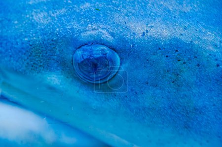 Photo sous-marine d'un requin nourrice fauve couché sur un récif corallien en eau claire Requin nourrice Shorttail nageant dans un aquarium. Ces petits requins se trouvent dans l'océan Indien