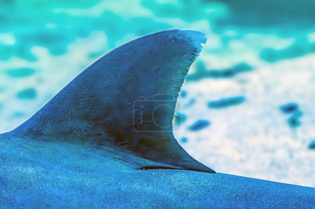 Haifischflosse. Unterwasserfoto eines gelbbraunen Ammenhais, der auf einem Korallenriff im klaren Wasser liegt und in einem Aquarium schwimmt. Diese kleinen Haie kommen im Indischen Ozean vor