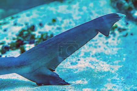 Hai-Schwanz. Unterwasserfoto eines gelbbraunen Ammenhais, der auf einem Korallenriff im klaren Wasser liegt und in einem Aquarium schwimmt. Diese kleinen Haie kommen im Indischen Ozean vor