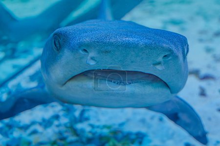 Photo sous-marine d'un requin nourrice fauve couché sur un récif corallien en eau claire Requin nourrice Shorttail nageant dans un aquarium. Ces petits requins se trouvent dans l'océan Indien
