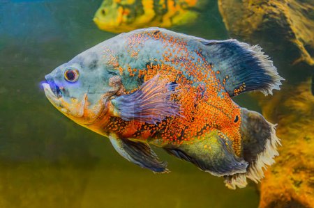 South American Cichlid with a vibrant blue body. The fish explores its tank environment, showcasing its colorful scales and fins.
