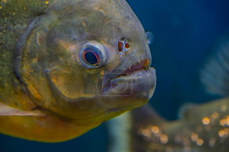 Piranha, Pygocentrus nattereri schwimmt im Aquarium mit grünen Algen. Berühmte Süßwasserfische für das Hobby Aquarium. Wasserlebewesen, Unterwasserlebewesen, Haustiere im Aquarium