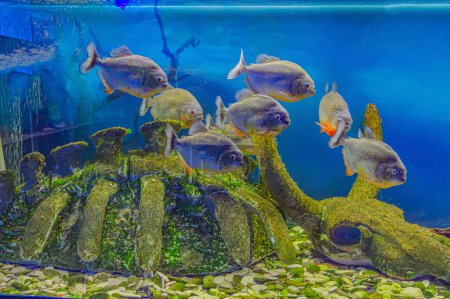 Piranha, Pygocentrus nattereri swimming in aquarium pool with green seaweed. Famous fresh water fish for aquarium hobby. Aquatic organism, underwater life, aquarium pet