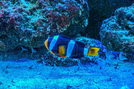 A cute Clark's anemonefish yellowtail clownfish swimming in marine aquarium. Amphiprion clarkii is marine fish in family Pomacentridae