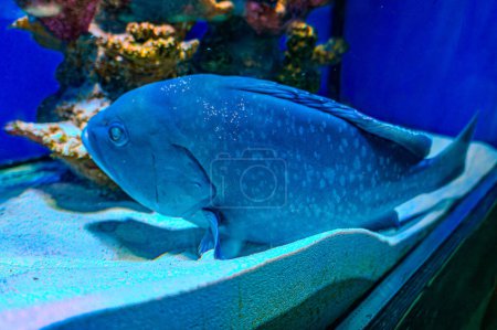 Atlantic goliath grouper jewfish or itajara Epinephelus itajara