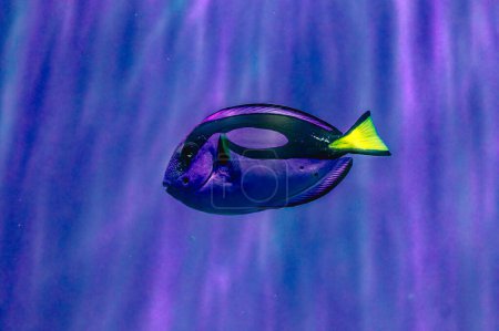royal blue tang natural behaviour in coral reef marine aquarium, popular domesticated pet for experienced aquarist, neon glow blue and yellow scales shine in LED low light, blurred background