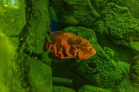 Albino Oscar fish in fresh water Aquarium on blue background. The oscar Astronotus ocellatus names tiger oscar, velvet cichlid, and marble cichlid.