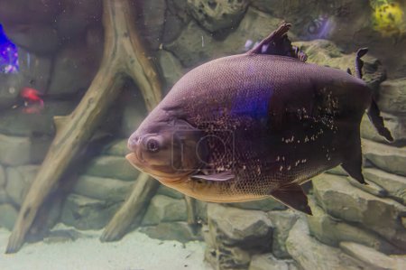 Téléchargez les photos : A Tambaqui Colossoma macropomum - grandes espèces de poissons d'eau douce de la famille des Serrasalmidae nageant dans son aquarium en aquarium. - en image libre de droit