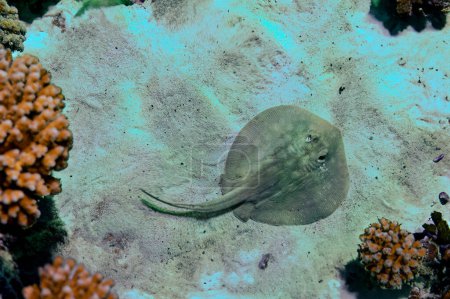 Blauer Stachelrochen Taeniura lymma im Korallenriff des Roten Meeres. Round Stingray. Urotrygon chilensis. Gemeiner Stachelrochen ist startklar Dasyatis pastinaca.