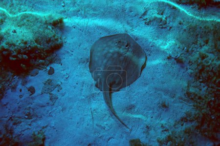 Bluespotted stingray Taeniura lymma in the coral reef of the red sea. Round Stingray. Urotrygon chilensis. Common stingray is ready for start Dasyatis pastinaca.