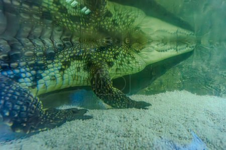 Crocodile teeth underwater. Crocodile teeth. Crocodile underwater. The Nile crocodile Crocodylus niloticus is a large crocodilian native to freshwater habitats in Africa