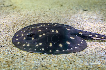 Bluespotted stingray Taeniura lymma in the coral reef of the red sea. Round Stingray. Urotrygon chilensis. Common stingray is ready for start Dasyatis pastinaca.