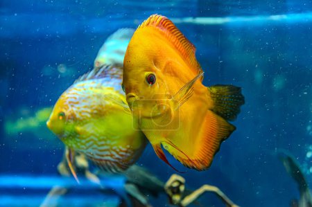 discus fish in aquarium, tropical fish. Symphysodon discus from Amazon river. Blue diamond, snakeskin, red turquoise and more
