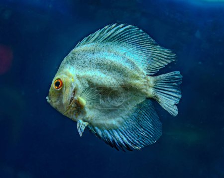 discus fish in aquarium, tropical fish. Symphysodon discus from Amazon river. Blue diamond, snakeskin, red turquoise and more